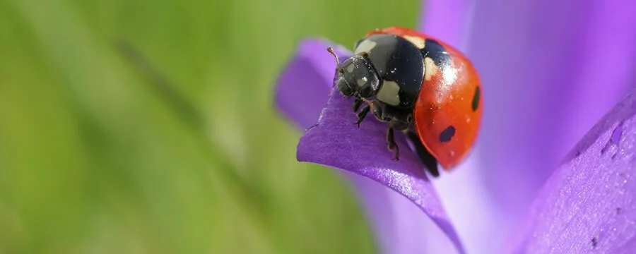 ladybird wildlife garden